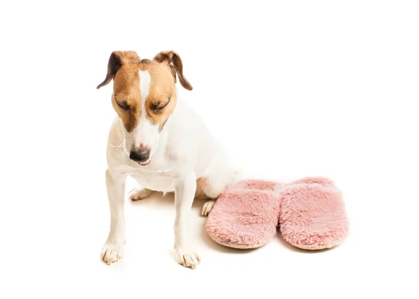 Funny dog and slippers — Stock Photo, Image