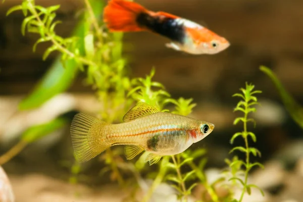 Aquarium fish — Stock Photo, Image