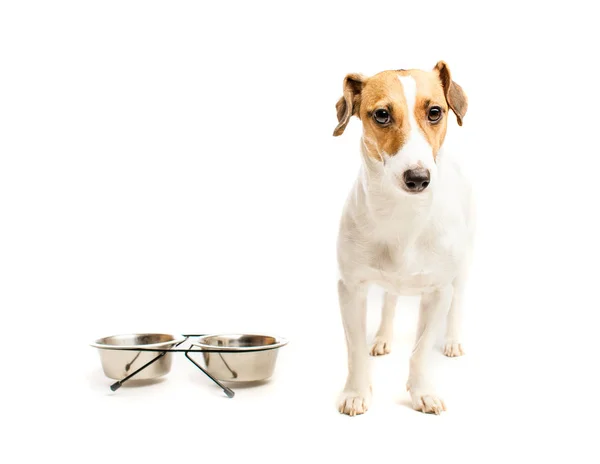 Cão engraçado comer comida — Fotografia de Stock