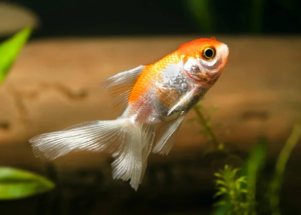 Goldfish in aquarium — Stock Photo, Image