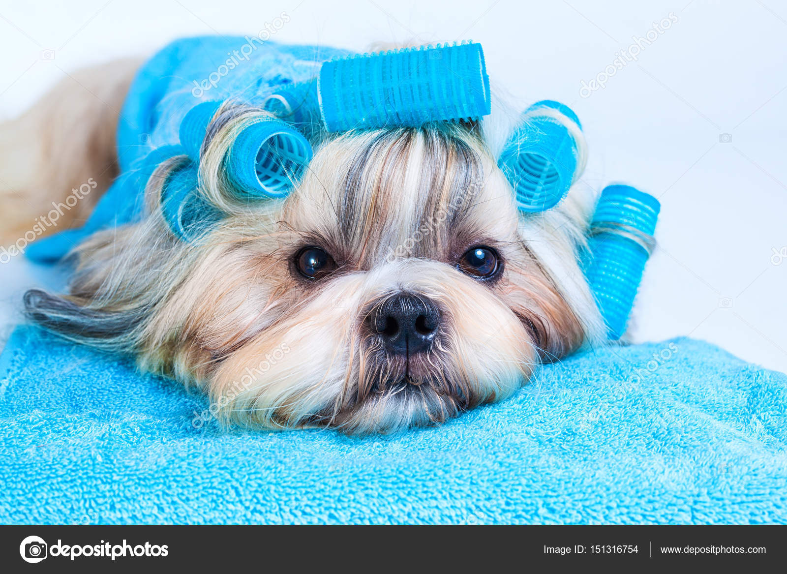 Maltese Shih Tzu Hairstyles Shih Tzu Dog Hair Style
