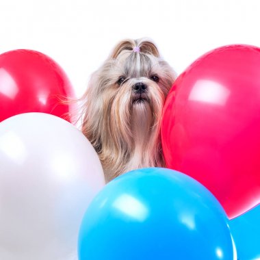 Shih tzu köpek