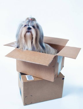 Shih tzu köpek