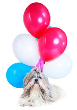 Shih tzu köpek