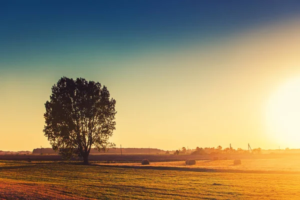 Silhouette dell'albero sul campo autunnale — Foto Stock