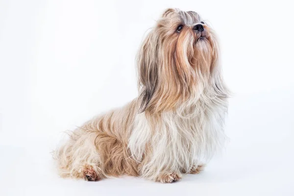 Pies shih tzu — Zdjęcie stockowe