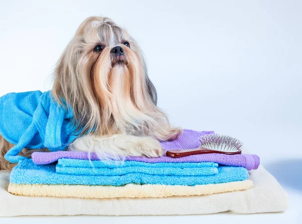Shih tzu perro después de lavar —  Fotos de Stock