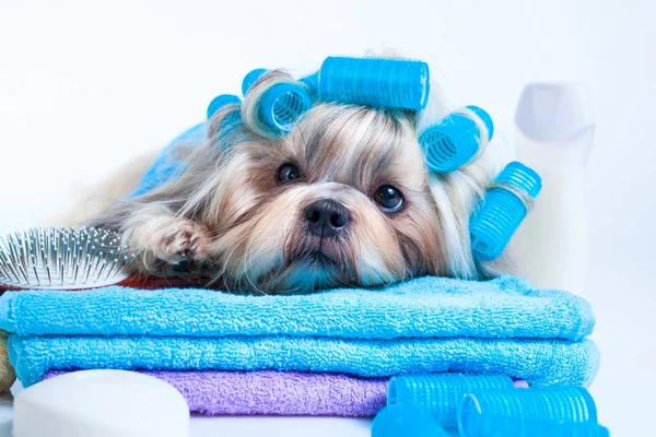 Shih tzu σκύλος μετά το πλύσιμο — Φωτογραφία Αρχείου