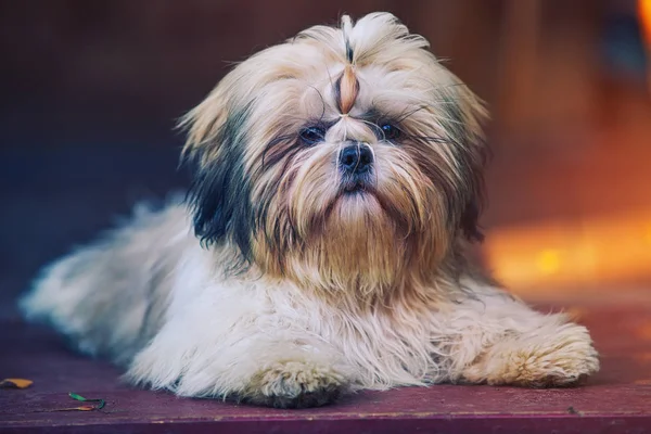 Cãozinho Shih Tzu — Fotografia de Stock