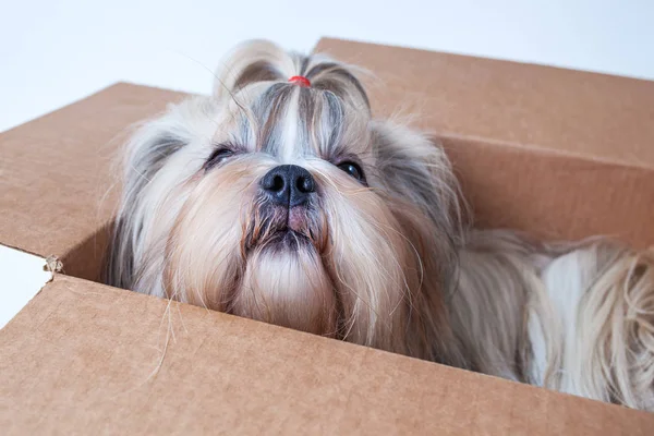 Shih Tzu cão — Fotografia de Stock