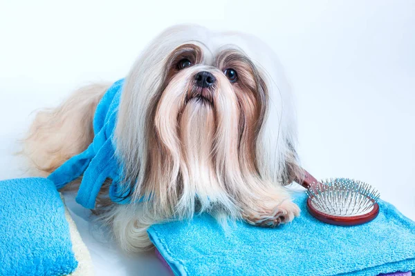 Shih tzu estilo de cabelo de cão — Fotografia de Stock