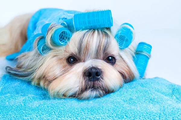 Shih tzu estilo de cabelo de cão — Fotografia de Stock