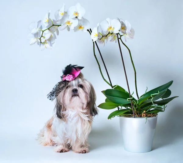 Pies shih tzu — Zdjęcie stockowe