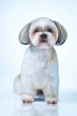 Shih tzu köpek