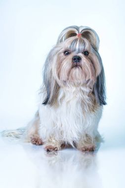 Shih tzu köpek
