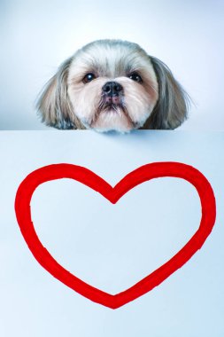 Shih tzu köpek