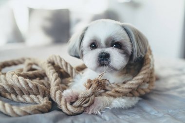 Shih tzu köpek