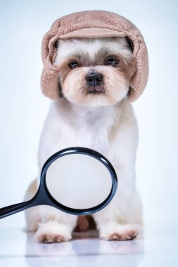 Shih tzu köpek