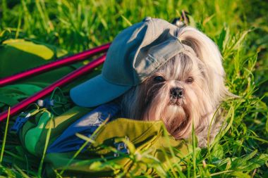 Shih tzu köpek turizm 