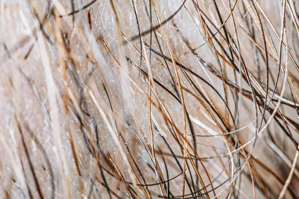 Cabello de barba macho —  Fotos de Stock