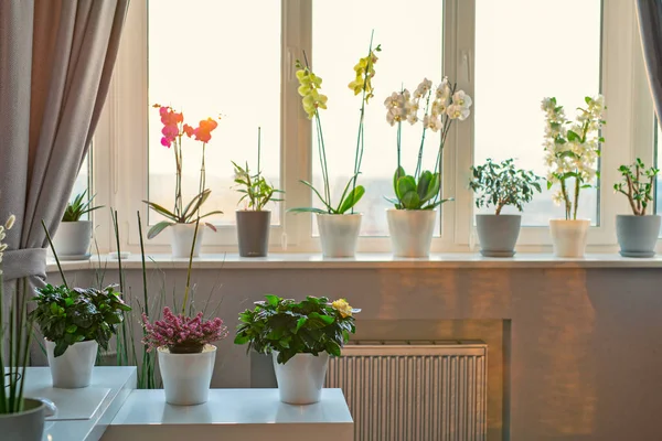 Krukväxter blommor i moderna rum — Stockfoto