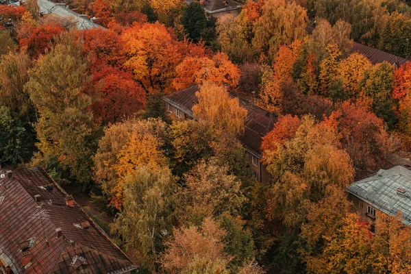 빨간 나무와 오래 된 도시 — 스톡 사진