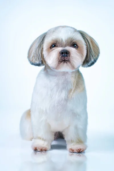 Shih Tzu perro —  Fotos de Stock