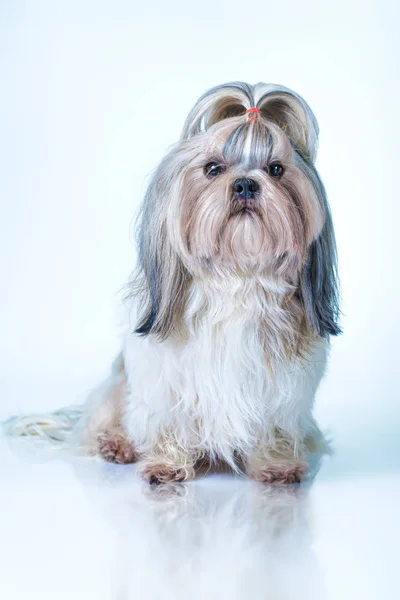 Shih Tzu perro — Foto de Stock