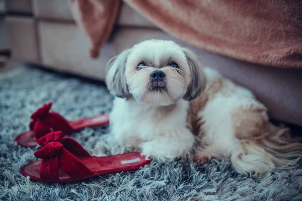 Shih tzu hund — Stockfoto