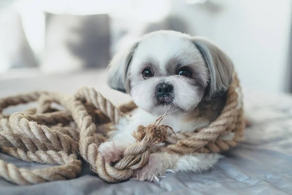 Pies shih tzu — Zdjęcie stockowe