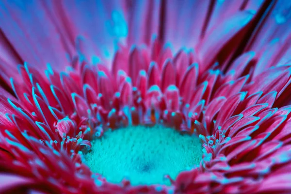Pembe çiçek yakın plan — Stok fotoğraf