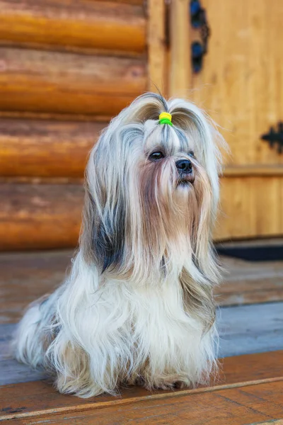 Shih tzu dog — Stock Photo, Image