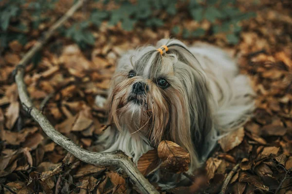 Pies shih tzu — Zdjęcie stockowe