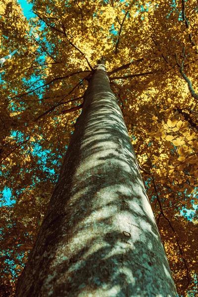 Grote boom in de herfst — Stockfoto