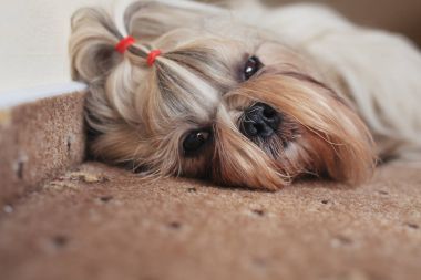 Shih tzu köpek dinlenme