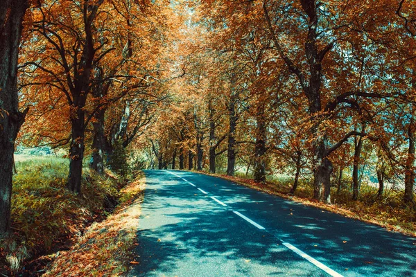 Strada autunnale con alberi — Foto Stock