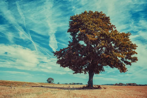 Grande albero solitario — Foto Stock