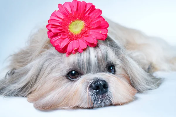 Shih tzu çiçek portre ile — Stok fotoğraf