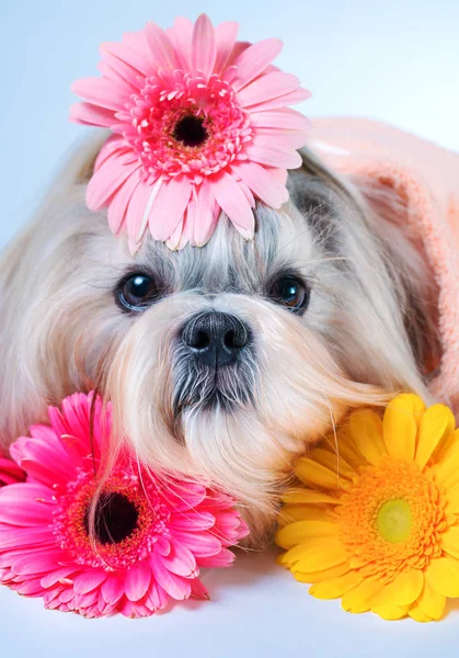 Shih tzu with flowers portrait — Stock Photo, Image