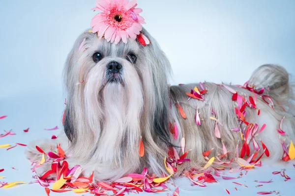 Shih-tzu s květy portrét — Stock fotografie