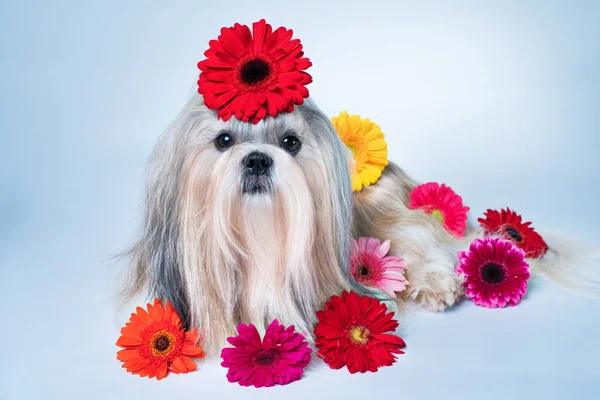 Shih tzu met bloemen portret — Stockfoto