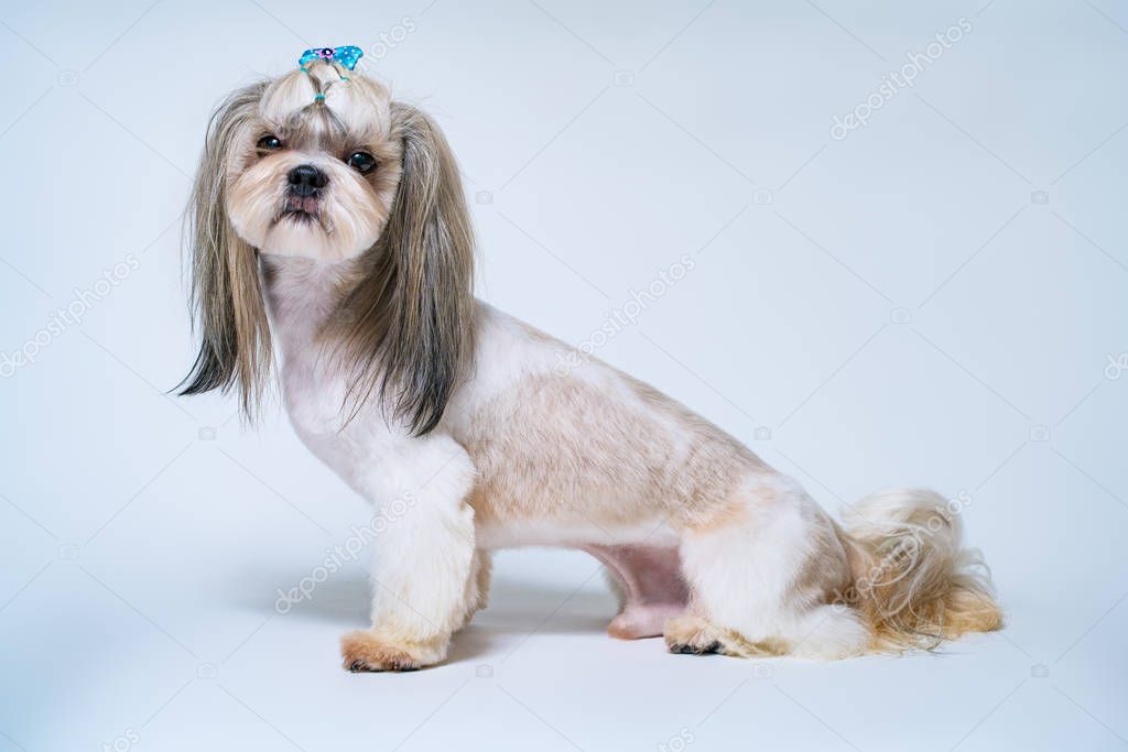 Shih Tzu perro — Foto de stock © chaoss #157059988