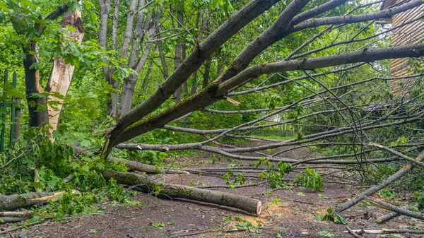 Velký padlý strom — Stock fotografie