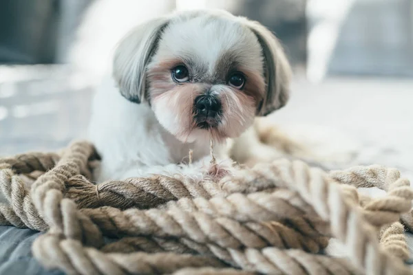 Shih tzu σκύλος — Φωτογραφία Αρχείου