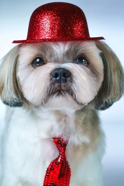 Pies shih tzu — Zdjęcie stockowe