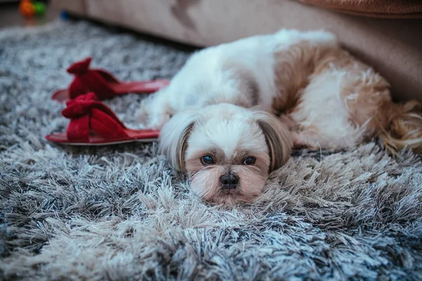 Shih Tzu perro — Foto de Stock