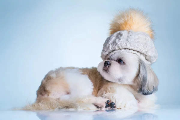 Shih Tzu perro — Foto de Stock