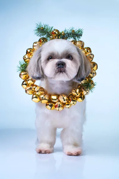 Shih tzu kutya — Stock Fotó