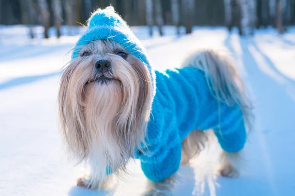 Shih Tzu perro — Foto de Stock