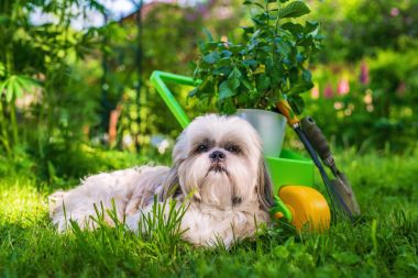 Shih tzu köpek